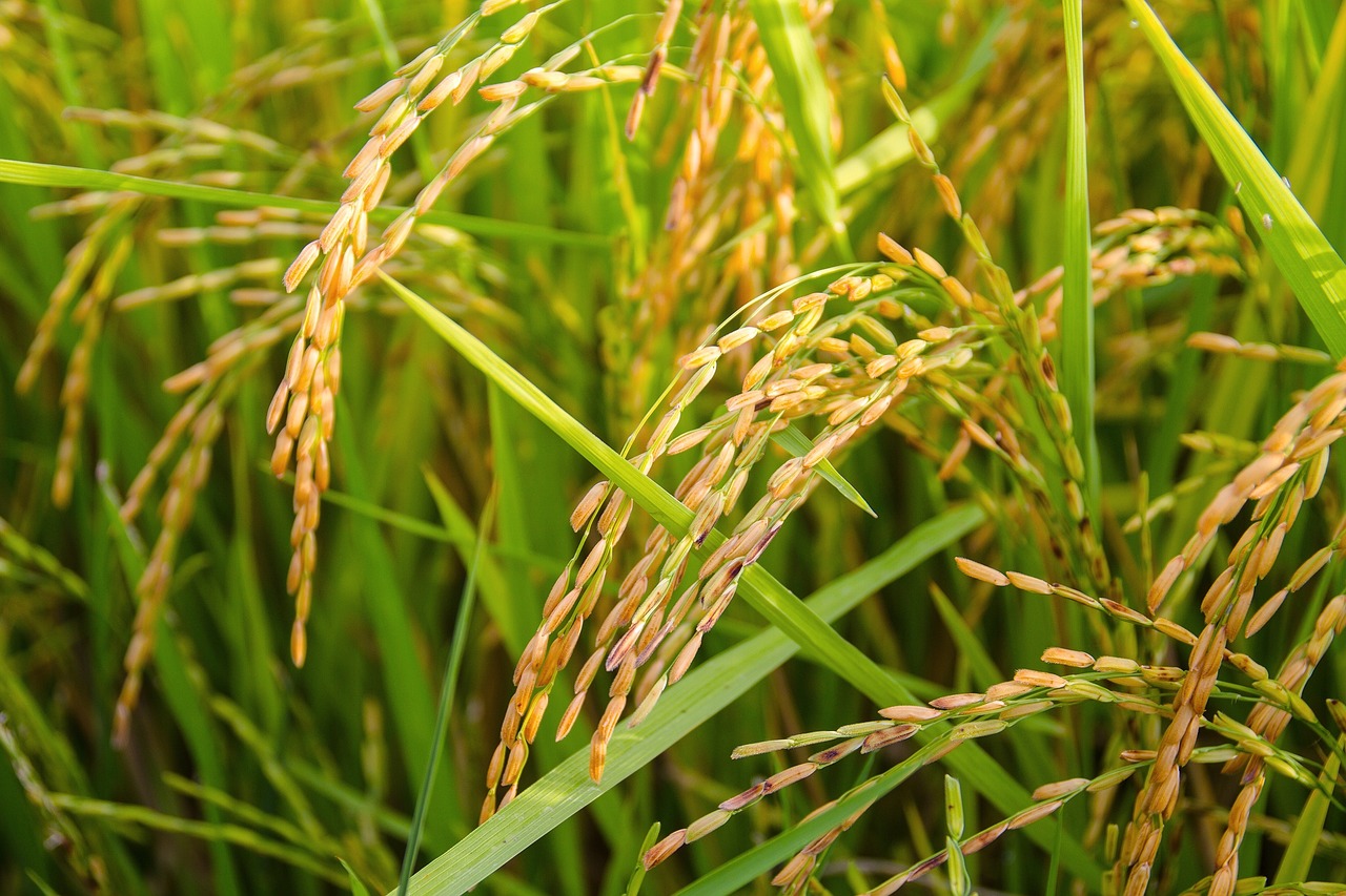 Best Practices for Cooking Rice - Fluffy Every Time